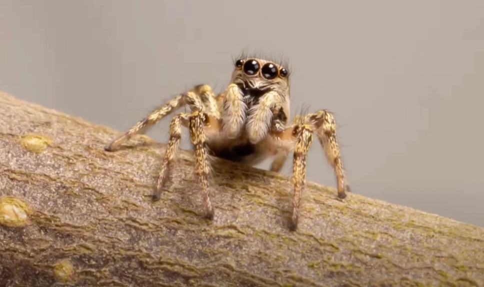 jumping spider pet