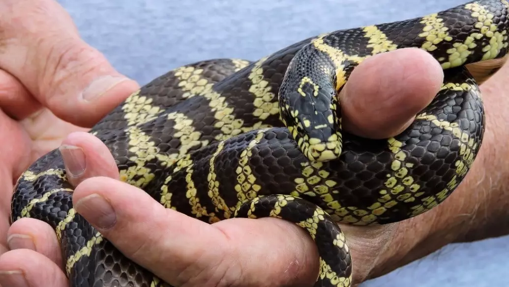 what do kingsnakes eat