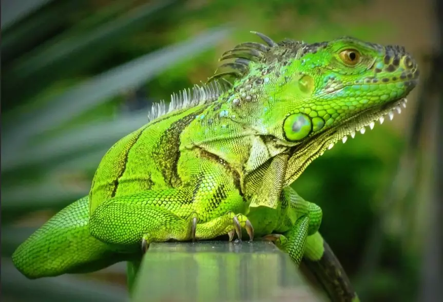 green iguana size