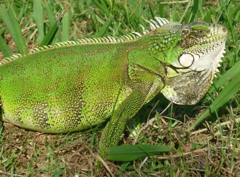 green iguana scientific name