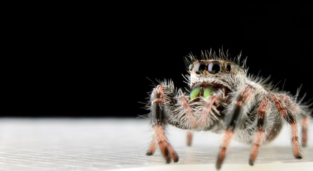 jumping spider care