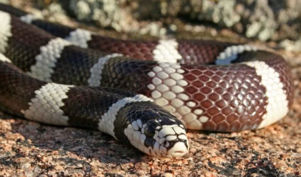 California kingsnake pet