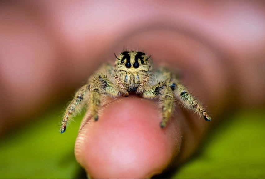 Can you have a jumping spider as a pet?