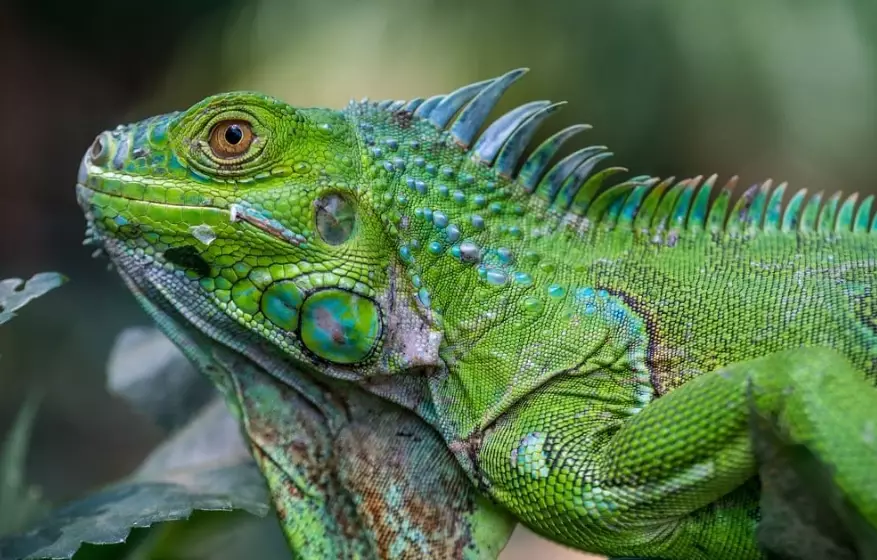 Green iguana size