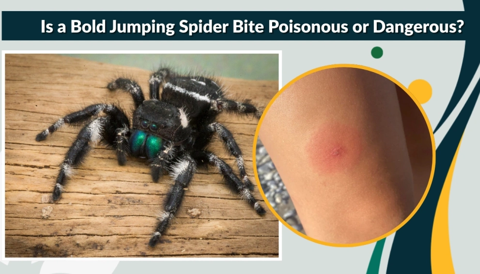 are jumping spiders dangerous