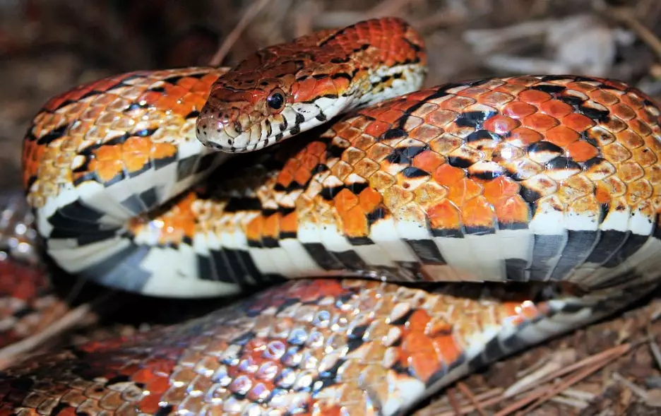 pet snake challenges