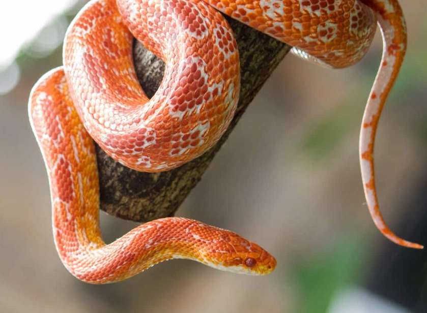 corn snake care issues