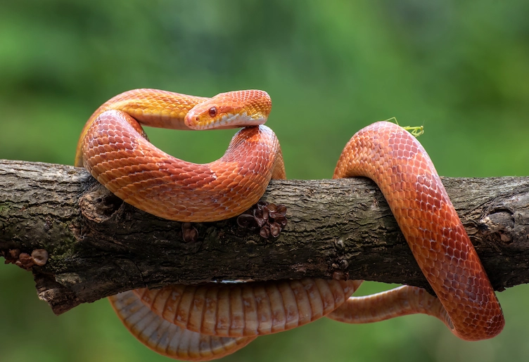 pet snake challenges