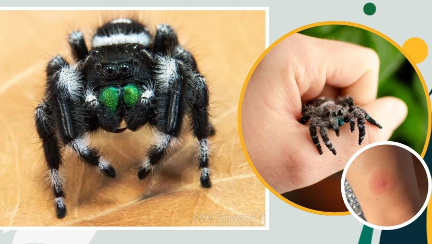 jumping spider bite