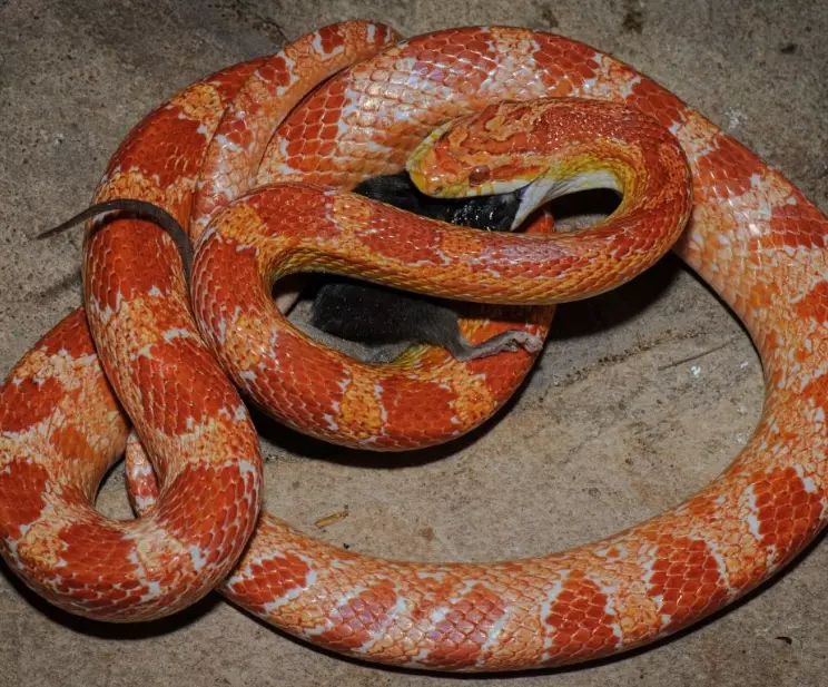 corn snake care issues