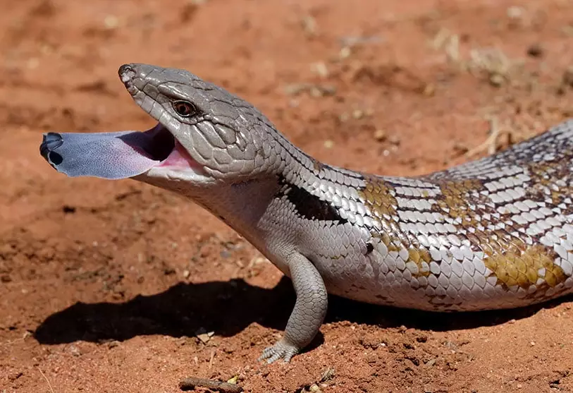 blue tongue skink bite
