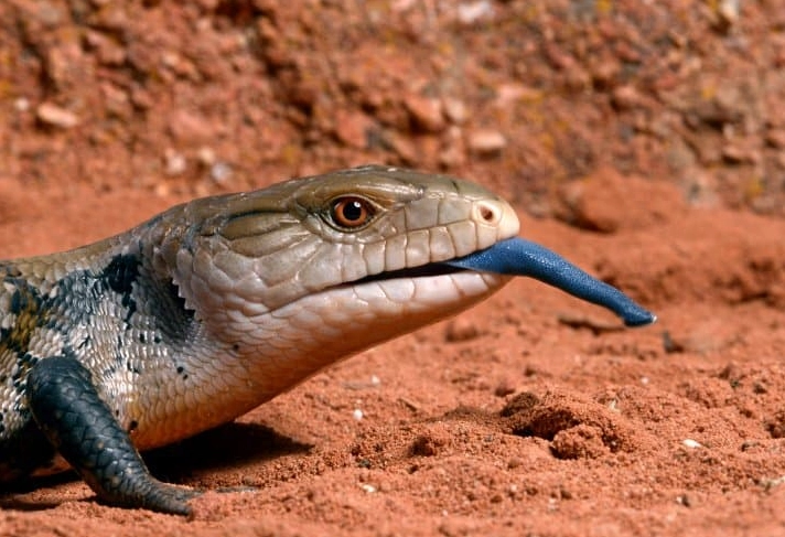 blue tongued skink poisonous