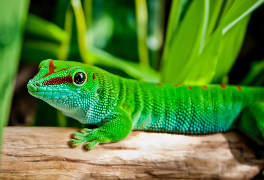Madagascar giant day gecko care