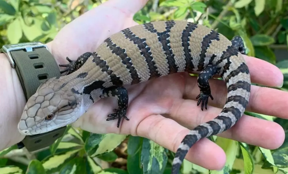 blue tongued skink poisonous