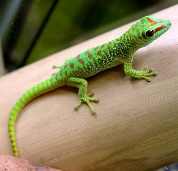 Madagascar giant day gecko