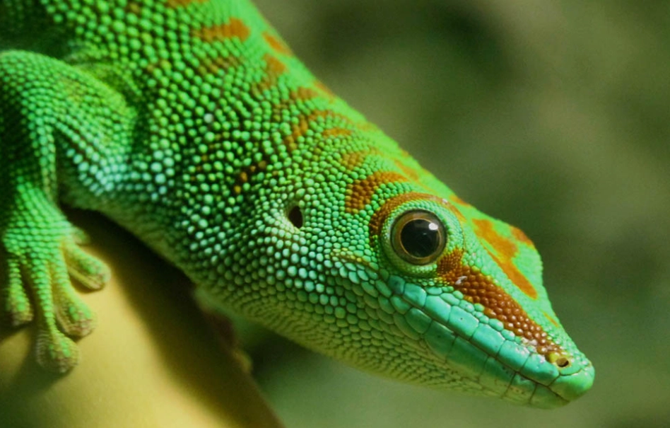 Madagascar giant day gecko care