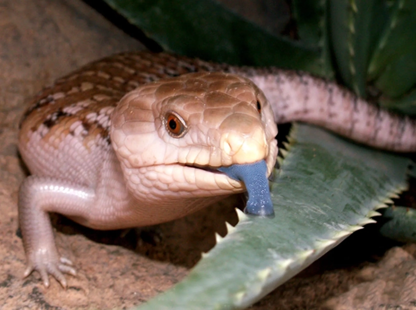 Blue tongued skink poisonous