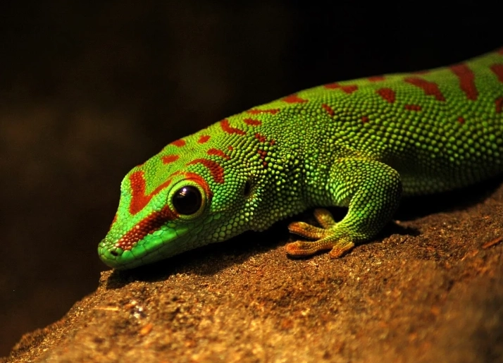 giant day gecko habitat setup