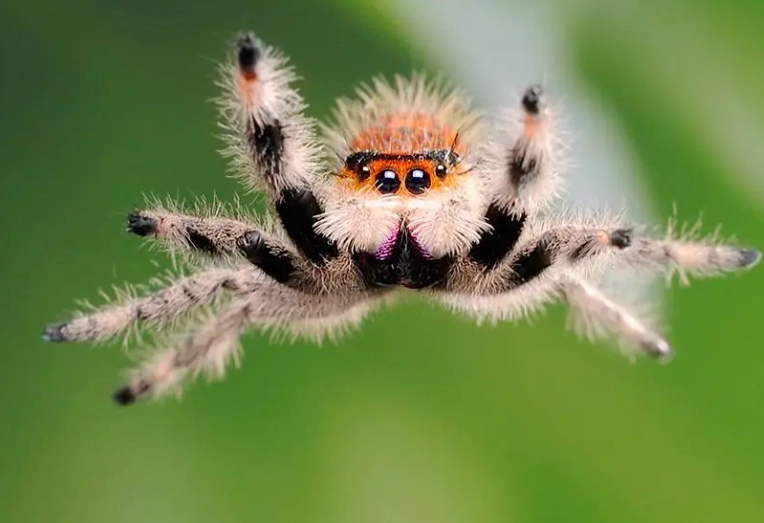 do jumping spiders jump