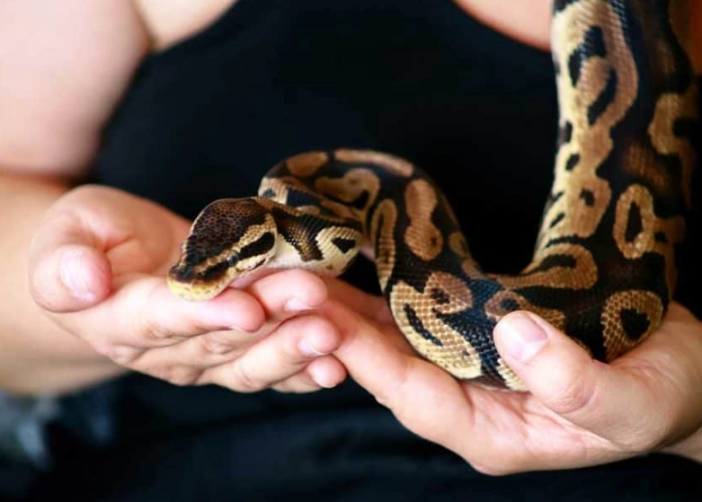 ball python bite hurt