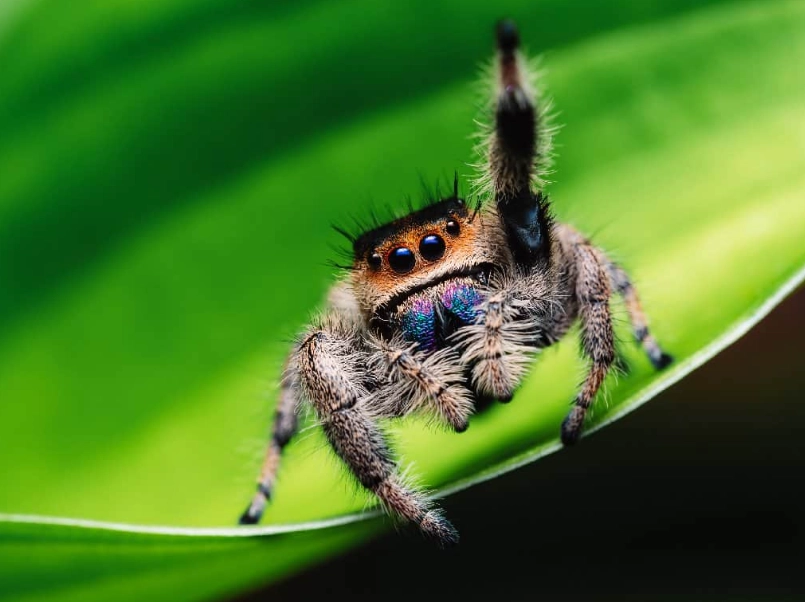 jumping spider behavior