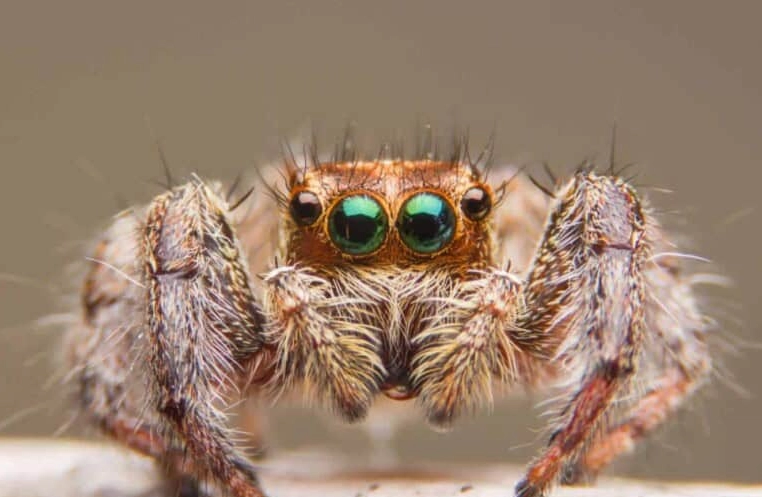 do jumping spiders jump