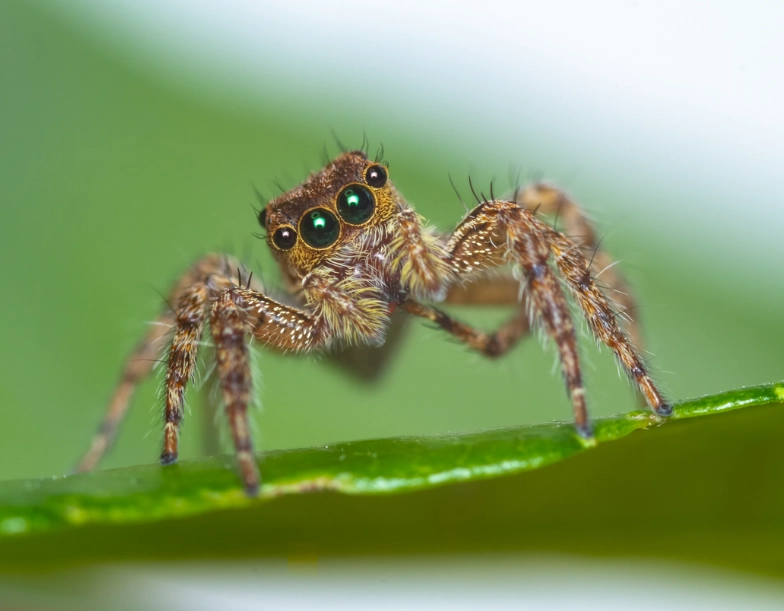jumping spider jump