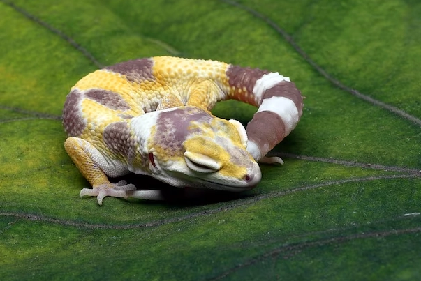 how to tell if cat gecko is sleeping