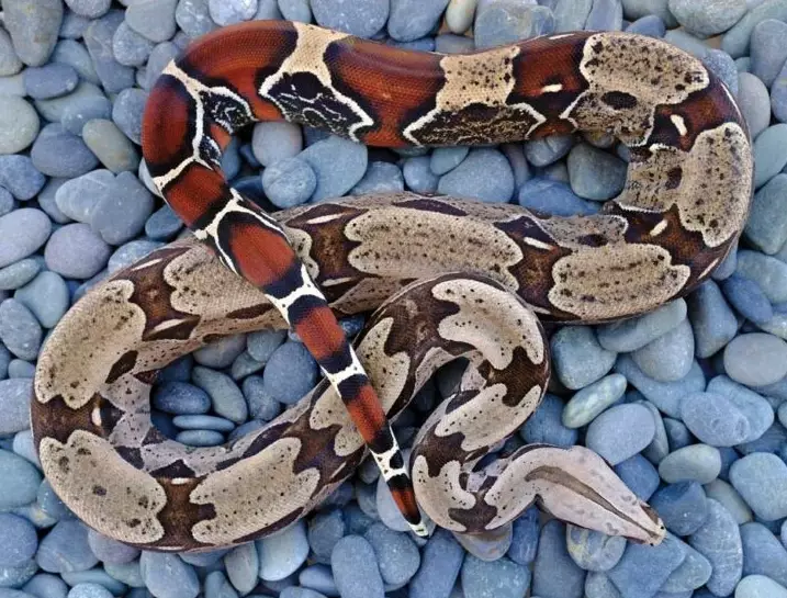 how big does a boa get