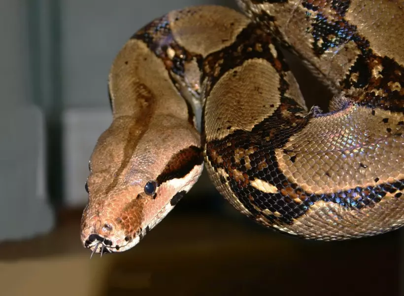 boa constrictor length