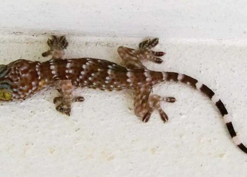 how to tell if cat gecko is sleeping