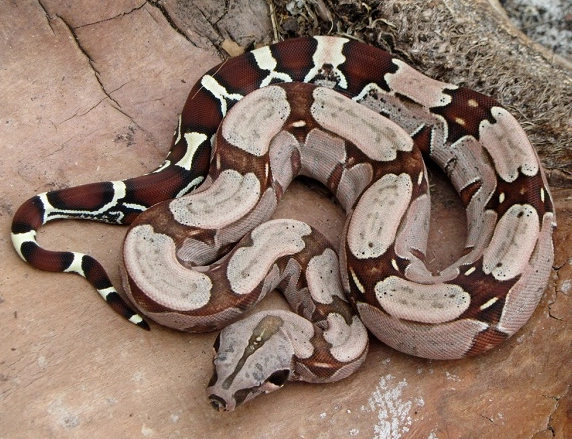boa constrictor length
