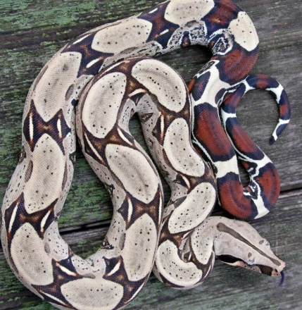 how big does a boa get