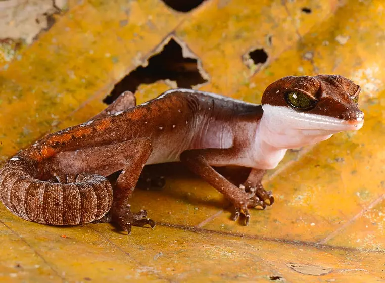 cat gecko sleeping habits