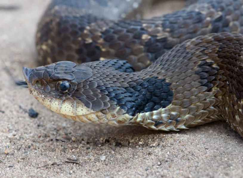 hognose snake bluffing