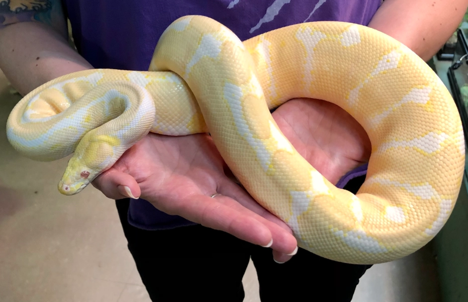 reptile care