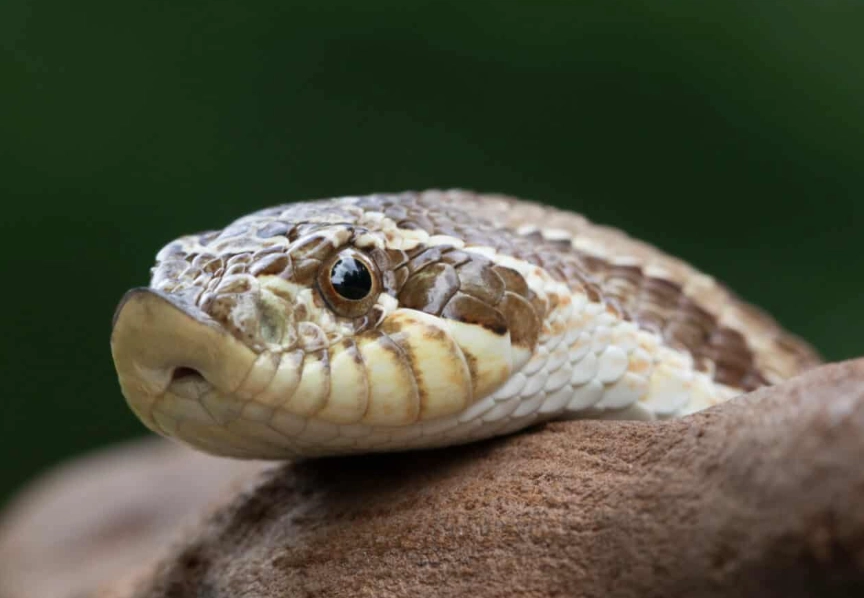 hognose snake behavior