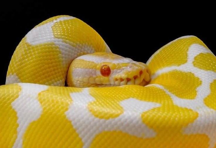 Ball Python Albino