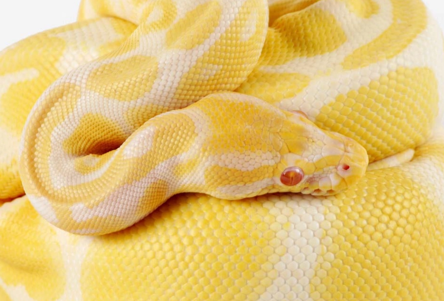 ball python morphs