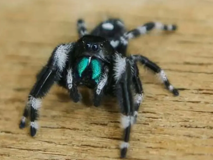 jumping spider venom