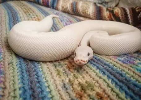 ball python setup