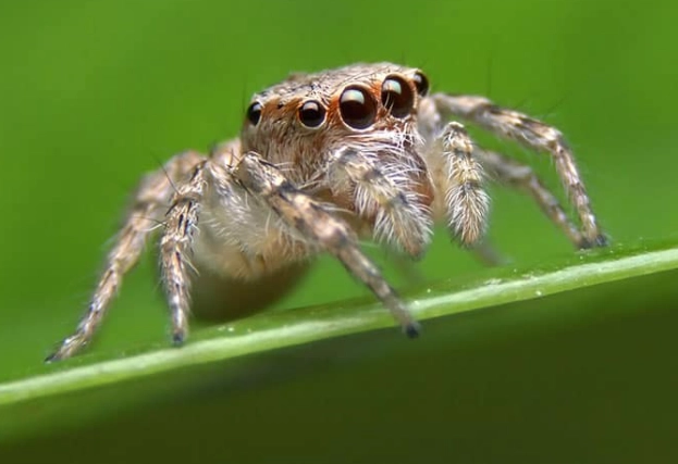 jumping spider bite