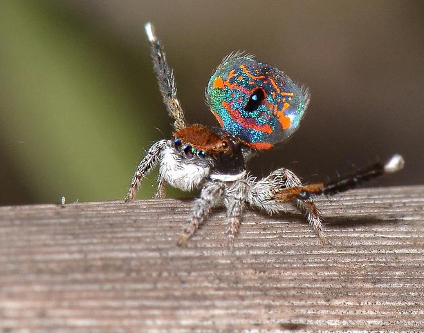are jumping spiders poisonous