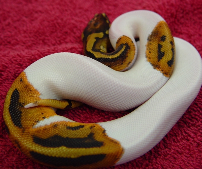 ball python setup