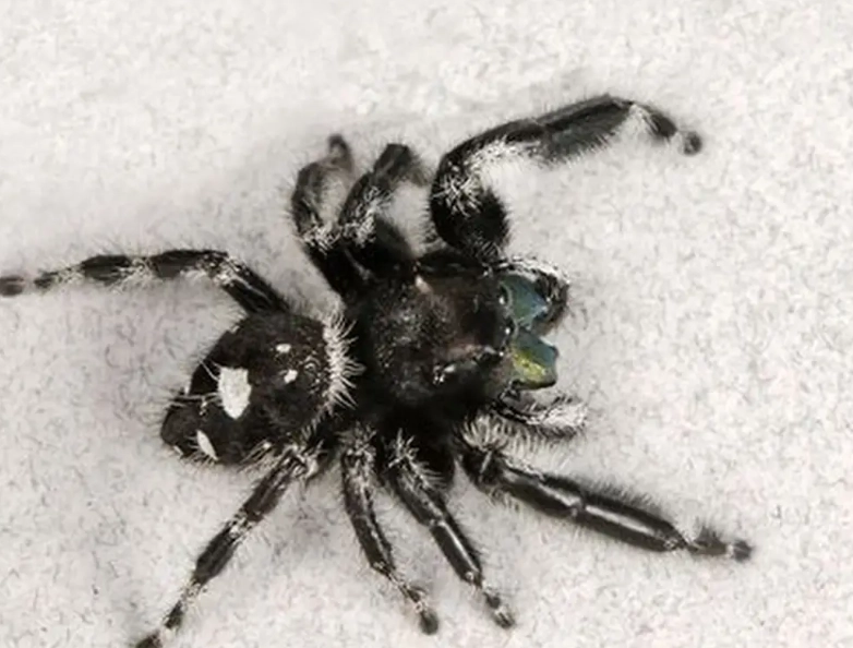 jumping spider bite