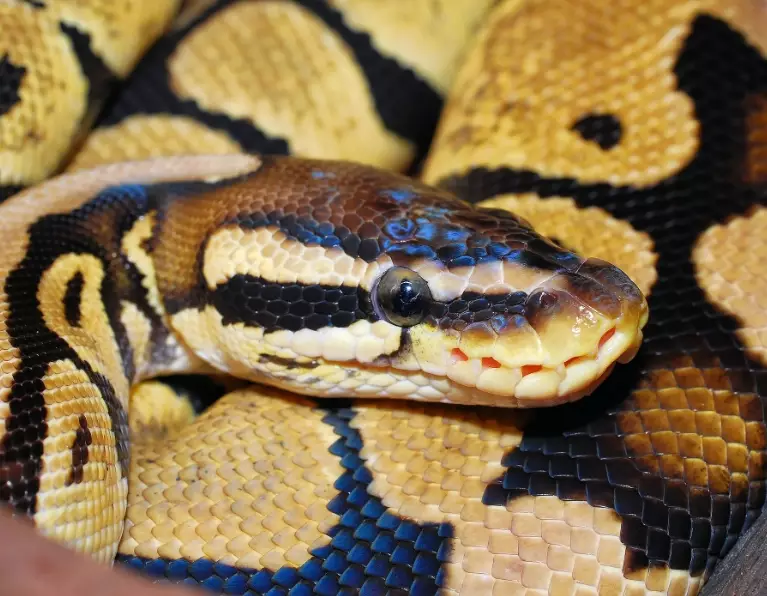 ball python care
