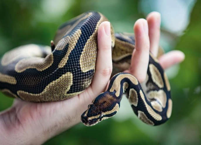 ball python care
