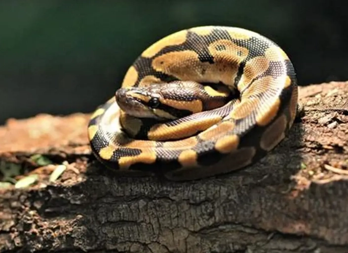ball python feeding