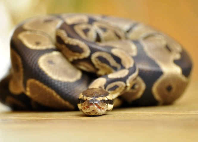 ball python feeding
