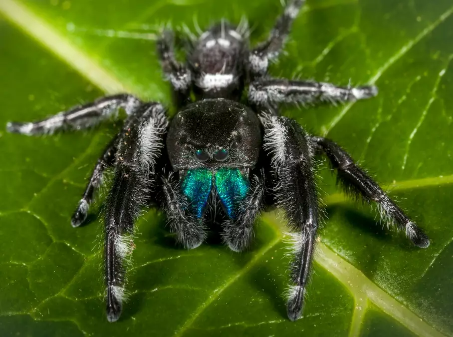 jumping spider venom